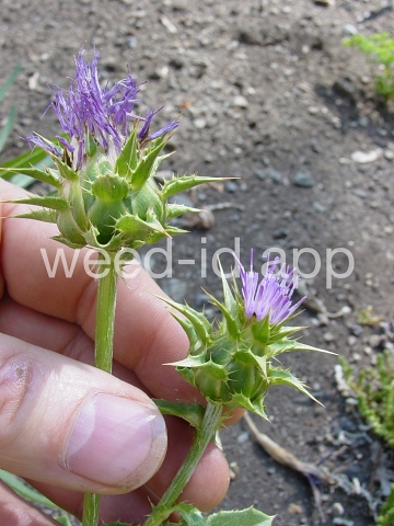 milkthistle, blessed